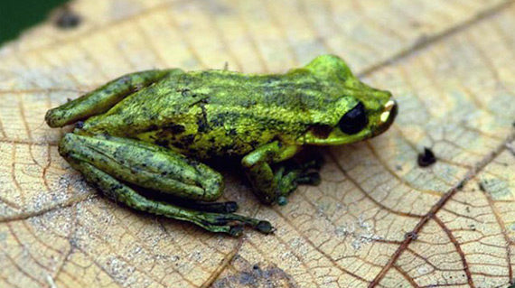zafiro-amazon-cruise-peru1