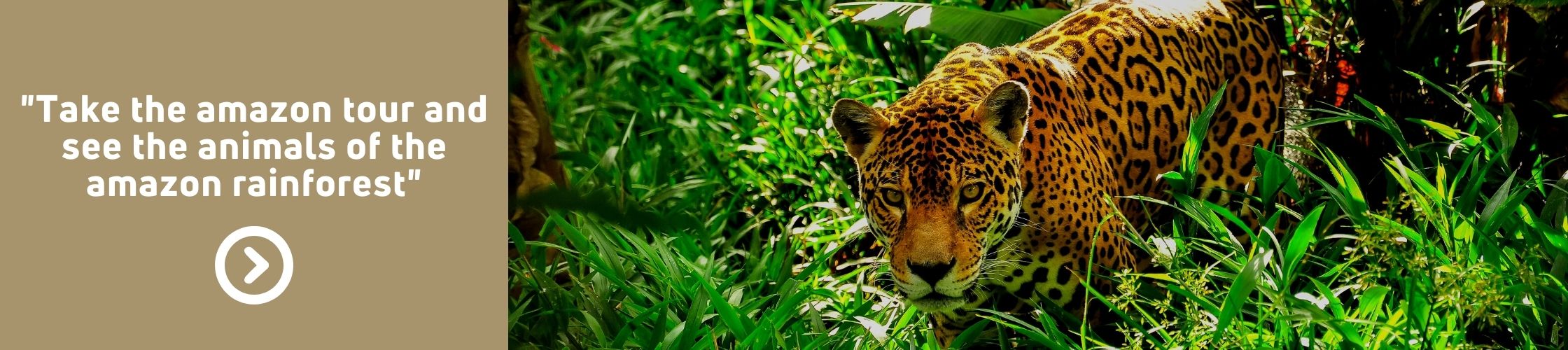 How To Glimpse The Five Rarest Amazon Animals Amazon Cruises