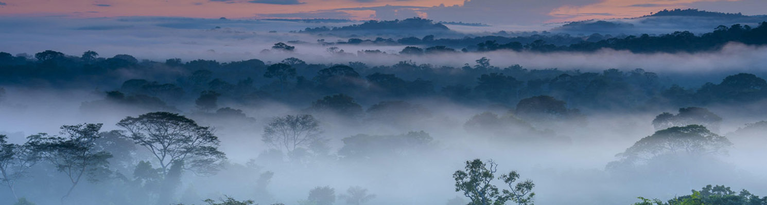 Amazon rainforest tour