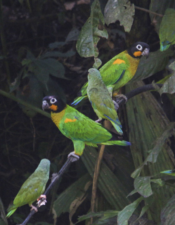 Amazon Rain Forest | Parrots