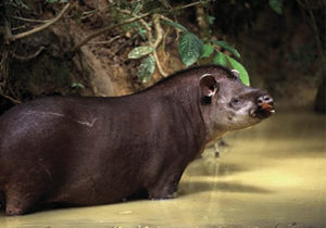 amazon rainforest tour