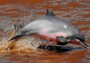 Pink Delphin | Amazon Rainforest