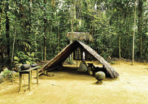 amazon rainforest tour