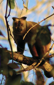 amazon rainforest tour