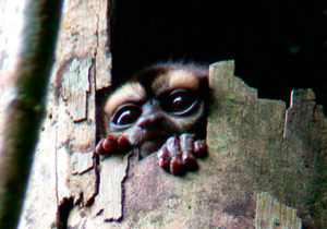 sani-lodge-amazon-lodge5 Amazon lodge