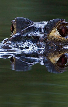 Amazon lodge