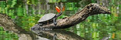 tambopara-amazon-lodge-peru2 peru amazon tour