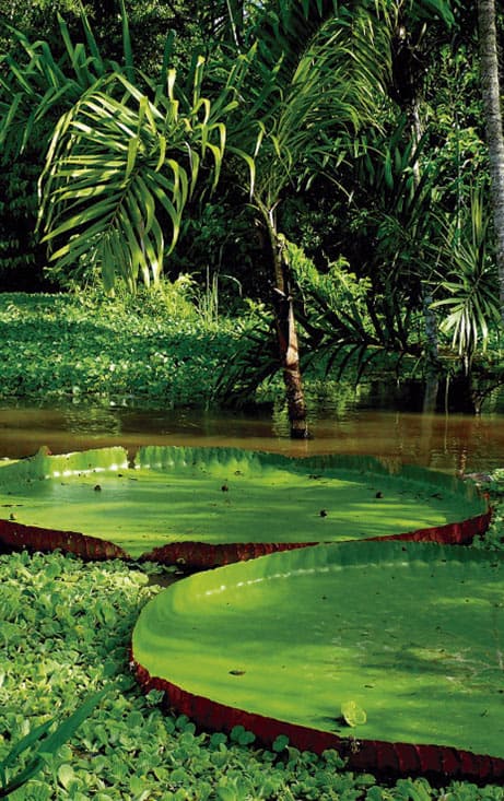 amazon rainforest tour