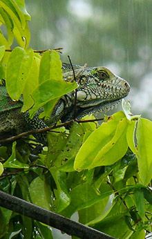 amazon rainforest brazil tour