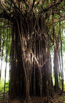 Amazon jungle tour
