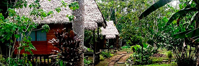 wasai-amazon-lodge-peru2 amazon rainforest tour