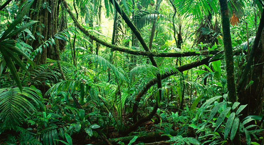 Amazing Plant Life Of The Amazon Jungle Amazon Cruises