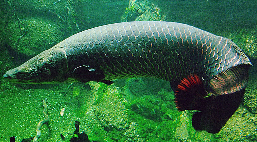 Arapaima Giant Amazon Fish In Danger Amazon River Cruises