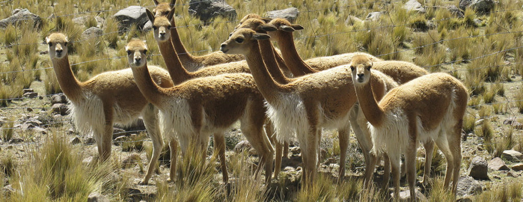 Arequipa Peru Wildlife