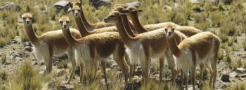 Arequipa Peru Wildlife