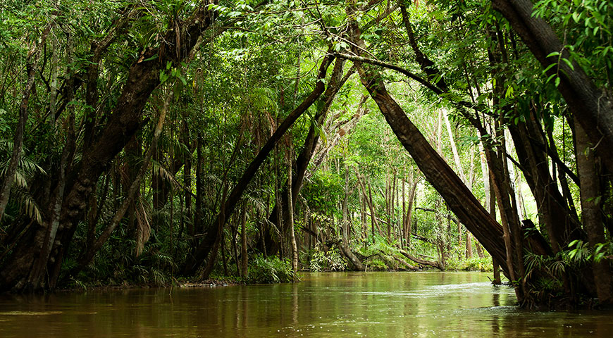 Tour por la selva amazónica