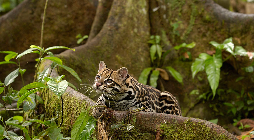 venezuelan rainforest animals