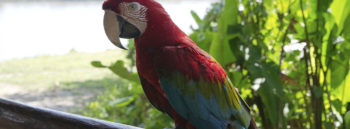 Peru Iquitos Parrot
