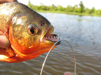 Amazon Piranha Fishing Amazon River Trip Amazon Cruises