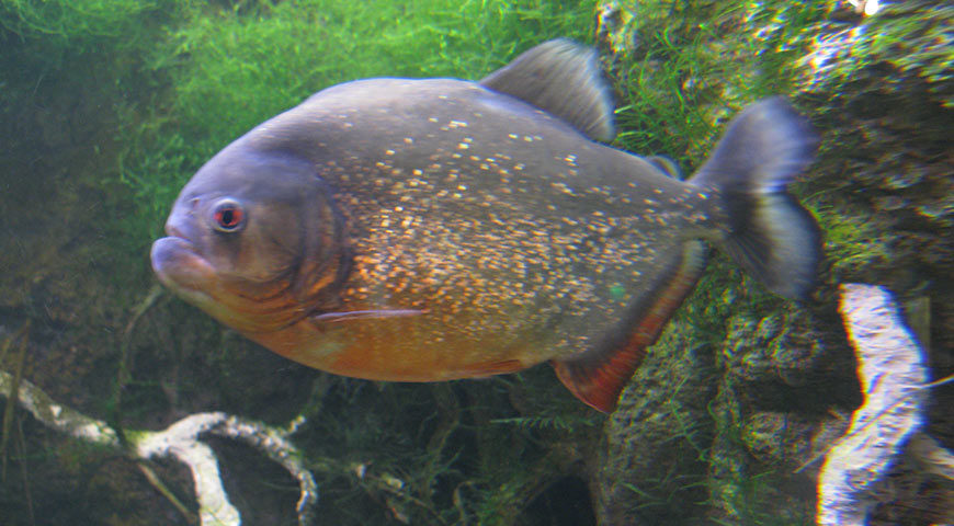   amazon  rainforest amazon  river  piranha  103095 