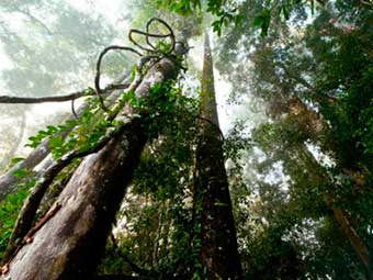 The Tallest Trees In The Amazon Amazon Rainforest