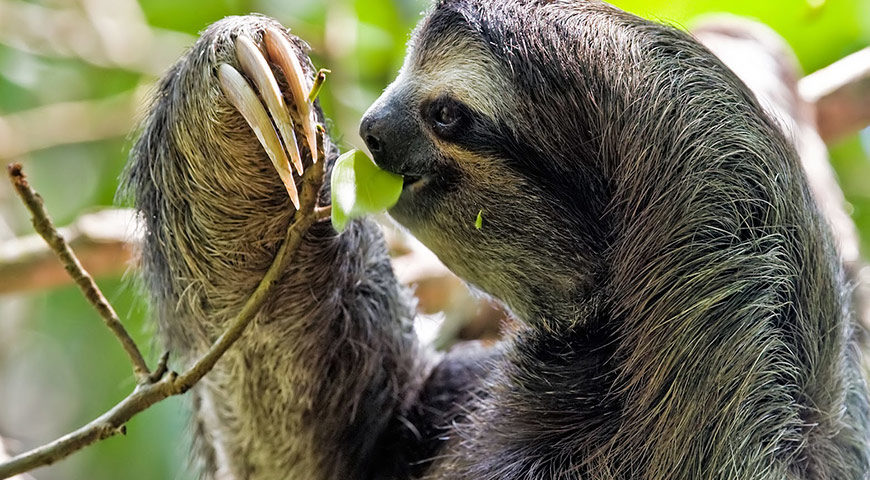 Where Can I Spot The Amazon Animals Amazon Cruises