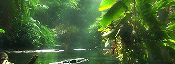 the-magic-journey12 Amazon rainforest tour