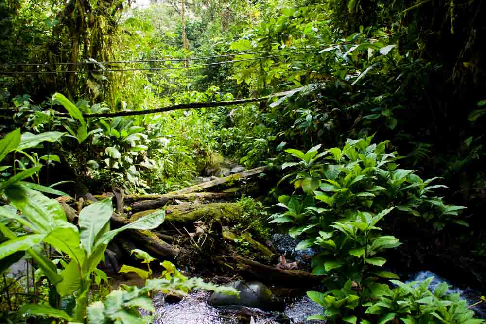 Visiting Brazil's  rainforest