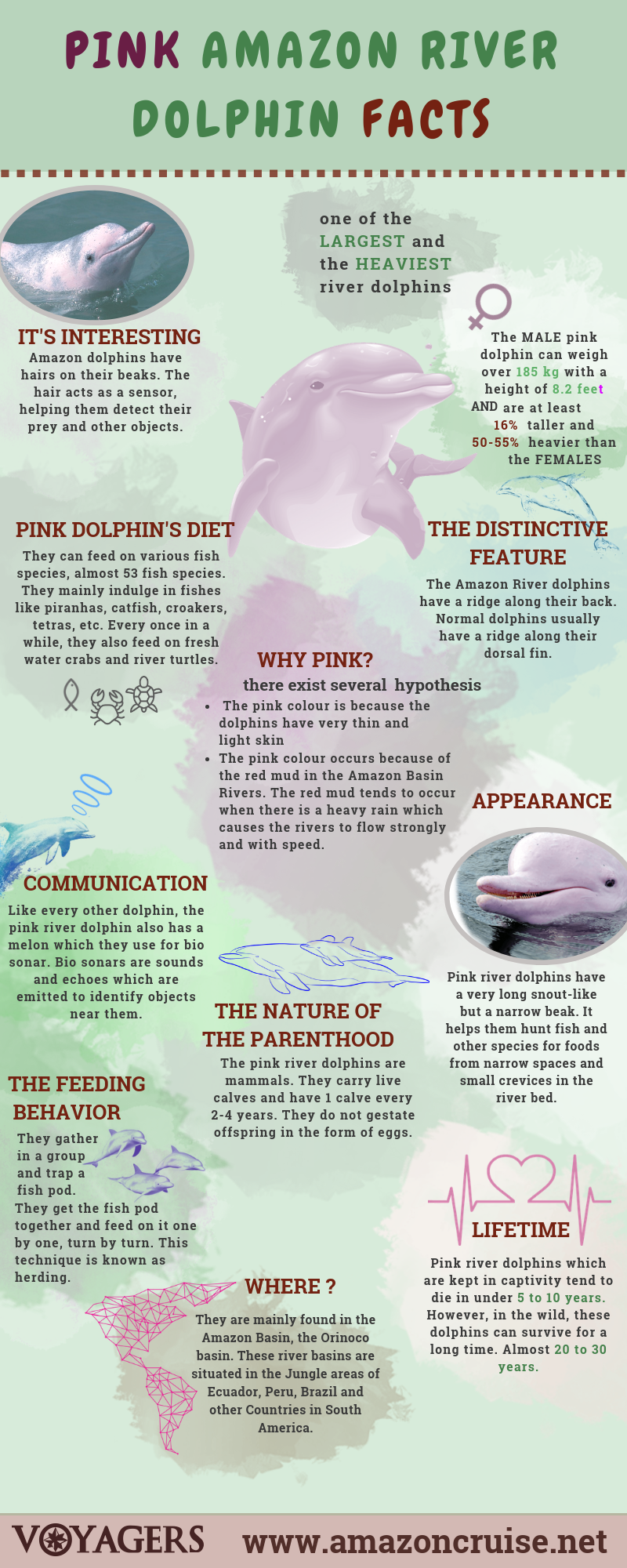 Pink Amazon River Dolphin Facts Amazon Cruises And Lodges