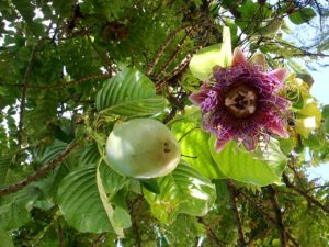 amazon rainforest rare plants