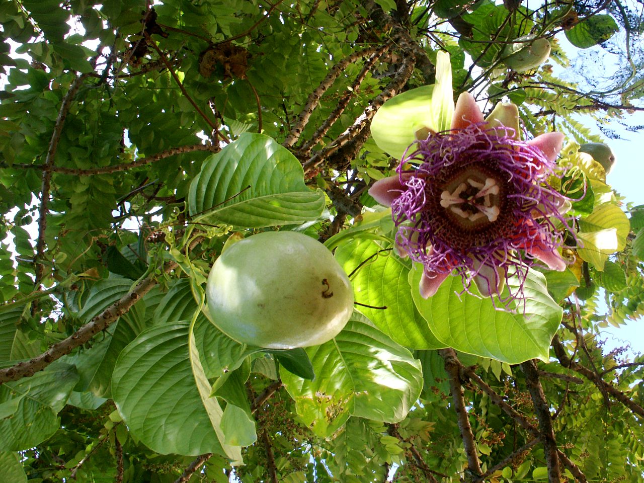 passion-fruit-flower