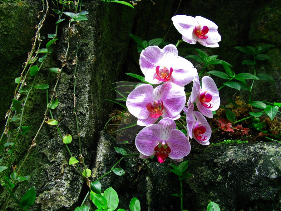 rainforest orchids