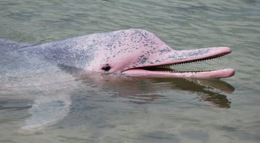 Rare pink dolphins come out to play off a Thai island – Ocean Desk