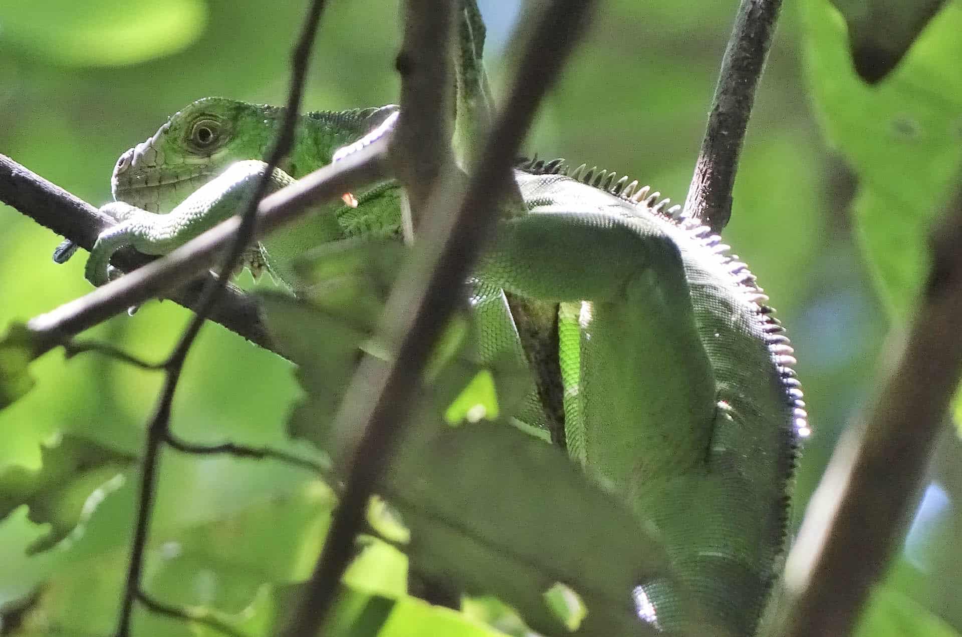 Amazon Rainforest | Lizard hiding in green
