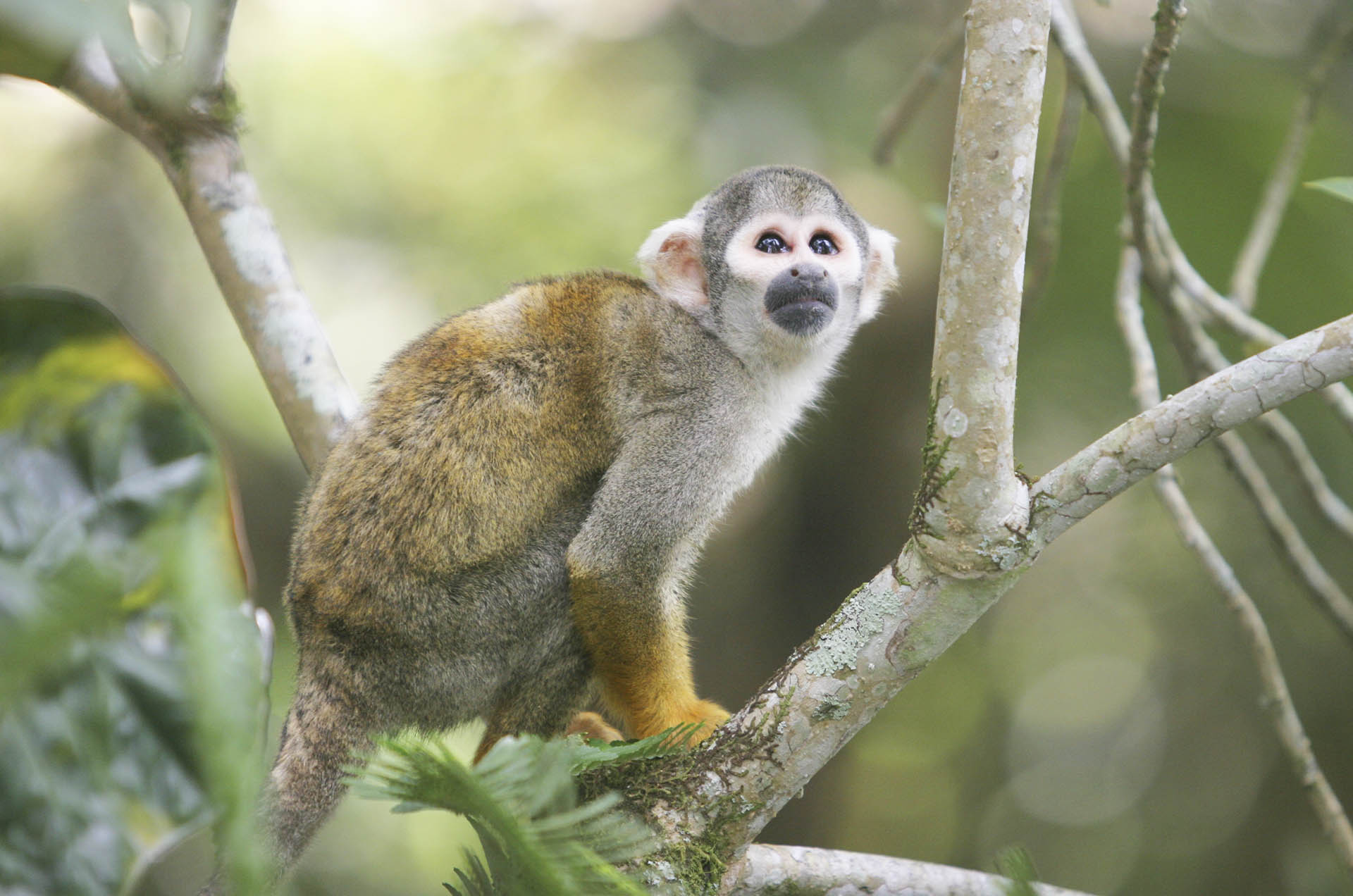 Animals in the Amazon | Monkeys