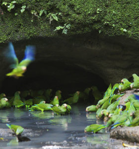 Cuyabeno parrots | Amazon | Ecuador