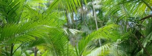Acai Palm Tree Amazon Rainforest