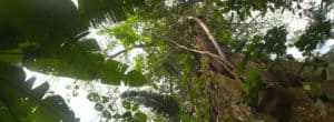 Kapok Tree Amazon Rainforest