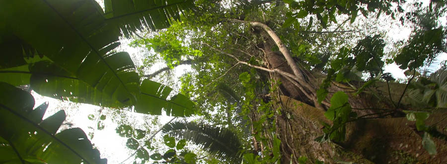 Amazon Rainforest Plants | The Most Beautiful in the Jungle