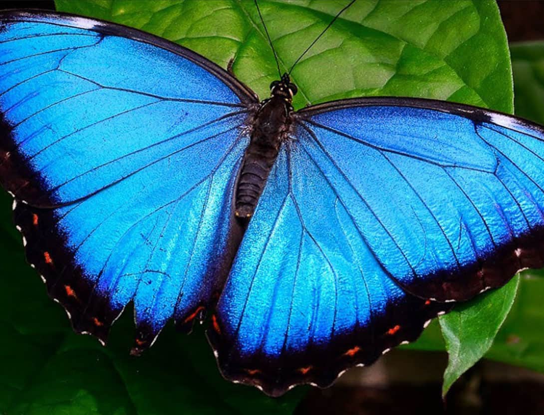 blue morpho butterfly coming out of cocoon