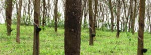 Rubber Tree Amazon Rainforest