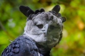 Bird Life In the Amazon Rainforest