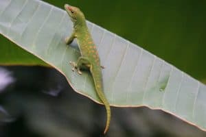 Reptils In the Amazon Rainforest