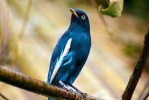 Rainforest Birds: Species List & Top 10 - Rainforest Cruises