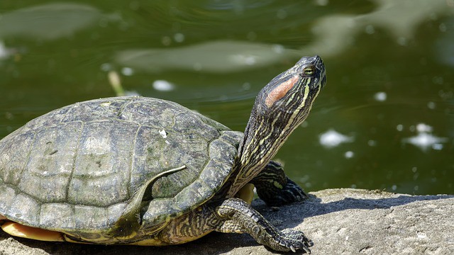 Reptils In the Amazon Rainforest | Voyagers Travel