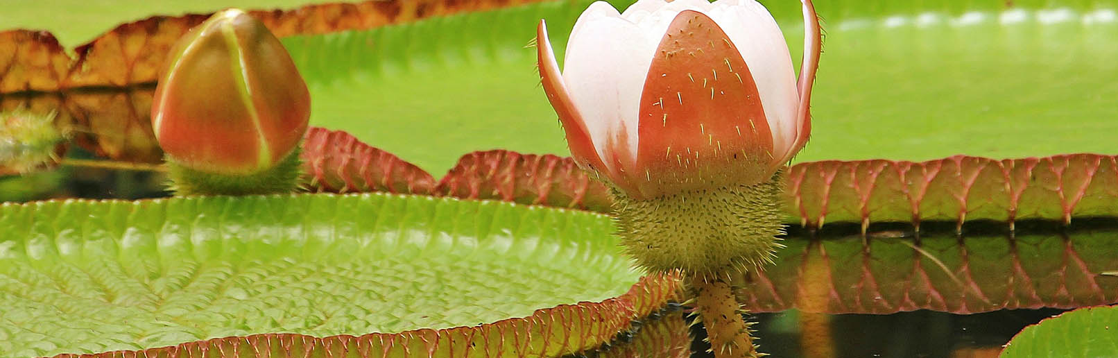 Amazon Rainforest Plants The Most Beautiful In The Jungle