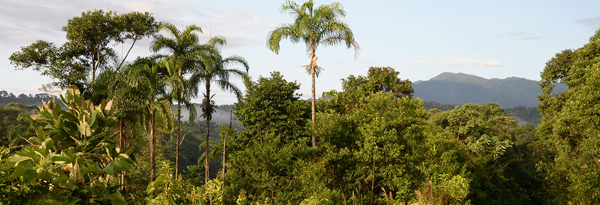 rainforest trees