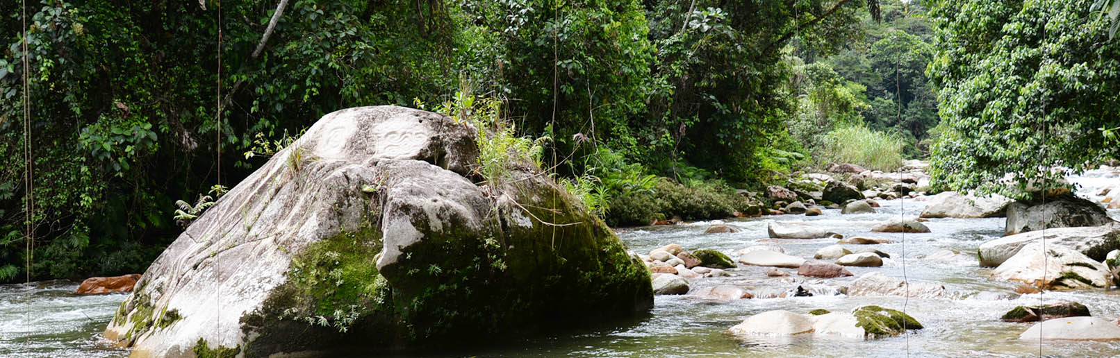 The tropical rainforest