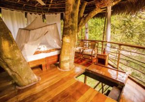 Tree house lodge 3