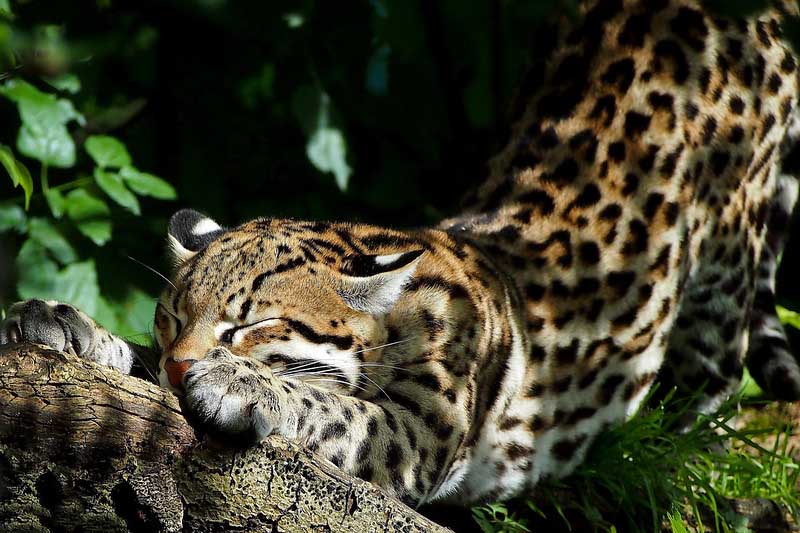 amazon river cruise peru to brazil